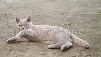 可爱的绒毛白猫躺在院子里